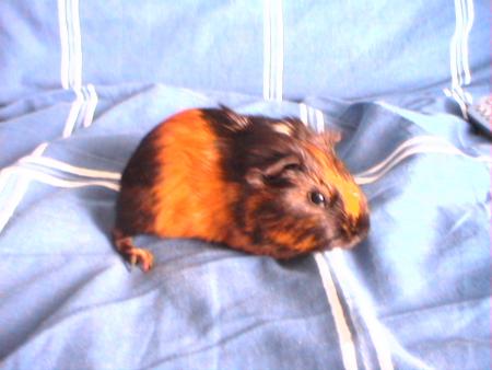 Carlo
